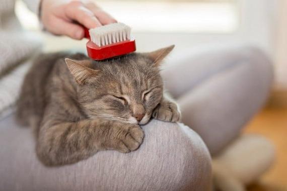 Có nên cạo lông mèo không? Mèo có chịu được nóng không?