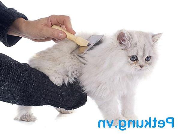 Hướng dẫn cách tỉa lông mèo anh lông dài đẹp |【chuẩn salon】