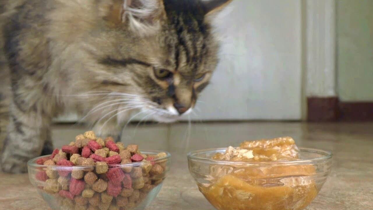 Một chế độ ăn uống không hợp lý gây nên đau bụng cho mèo