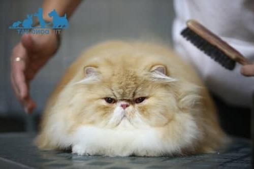 Mèo Peke-Faced béo đáng yêu