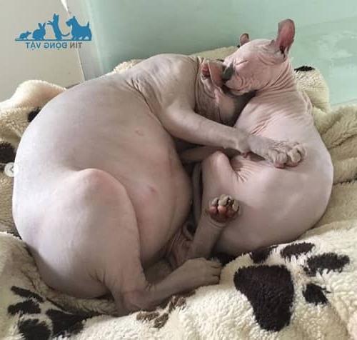 mèo sphynx béo ú