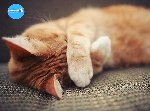 【bật mí】 - loài mèo sợ gì và mèo sợ mùi gì nhất?