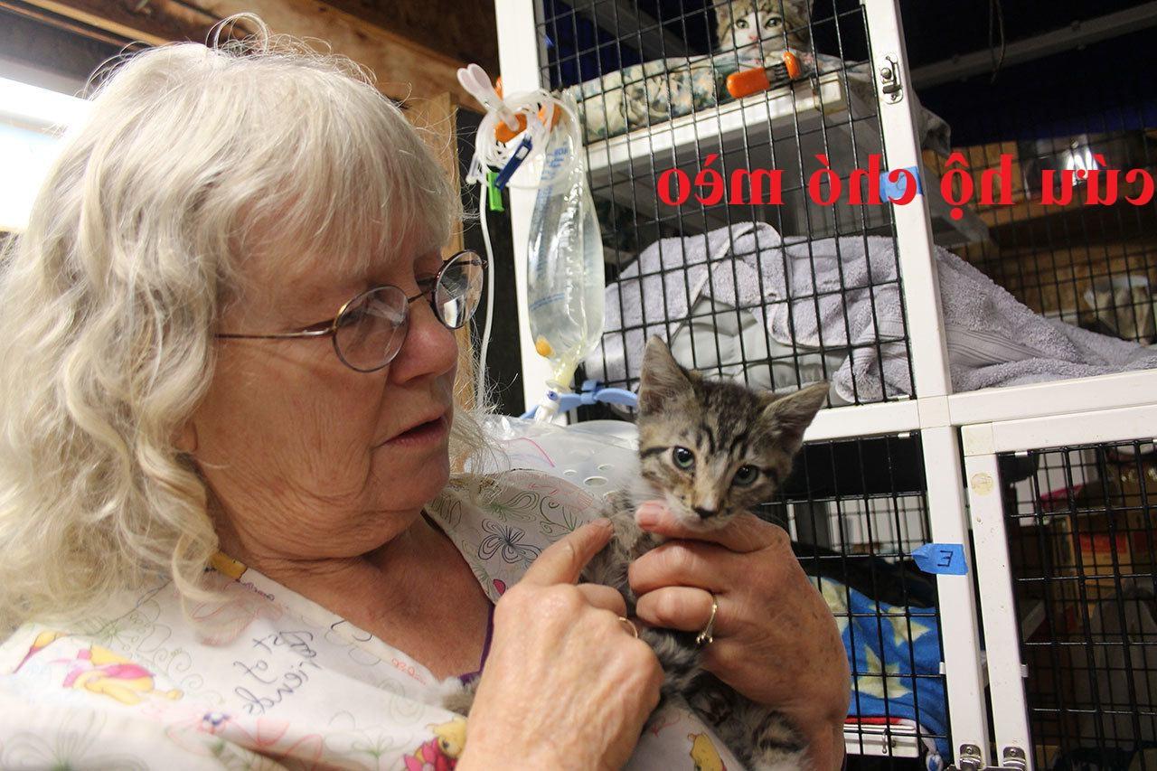 8 Địa chỉ cứu hộ chó mèo Sài Gòn (TP Hồ Chí Minh) cho bạn và thú cưng