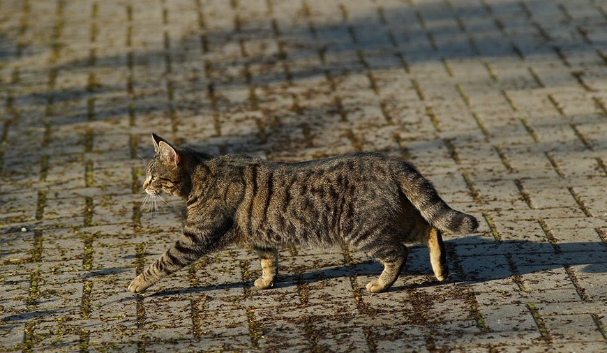 Mèo thường rời khỏi nhà để đi chơi hoặc thám hiểm xa nhà trong vài ngày.