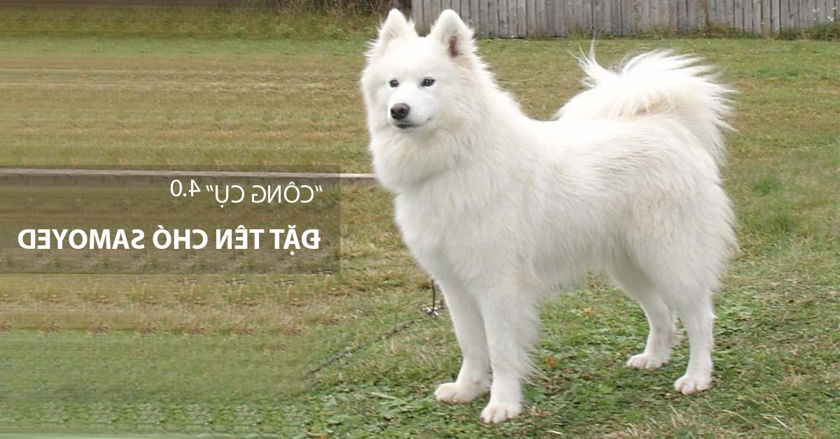 Đặt tên cho chó Samoyed: đực, cái hay và ý nghĩa 2023