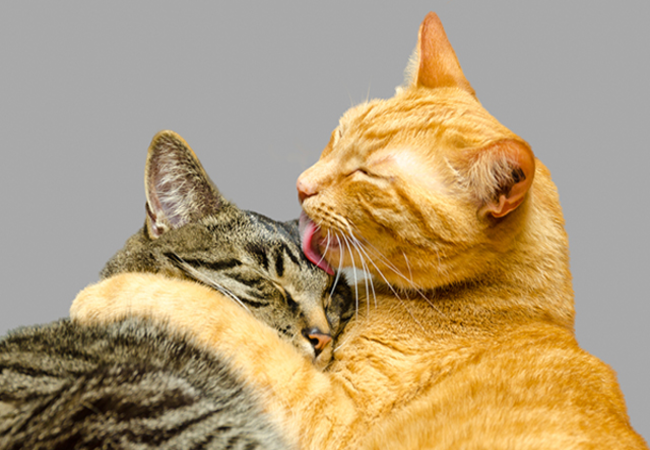 Mèo động đực – 9 cách kiểm soát can thiệp tự nhiên