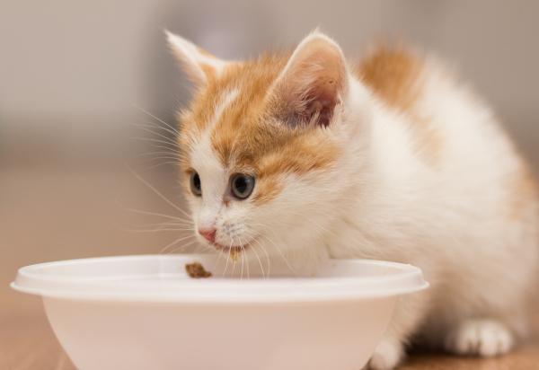 Để các bé mèo đảm bảo dinh dưỡng, bạn cần lựa chọn đồ ăn cho mèo con hợp lý.