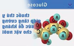 Glucose – thuốc thú y giúp tăng cường sức đề kháng cho vật nuôi