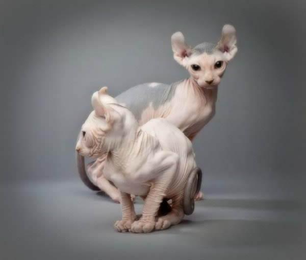 Mèo Sphynx – Mèo Ai Cập không lông giá cao ngất ngưởng