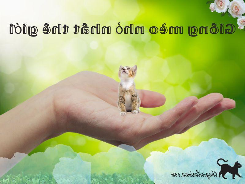 Top 10 Giống mèo nhỏ nhất thế giới – Đã về đến Việt Nam