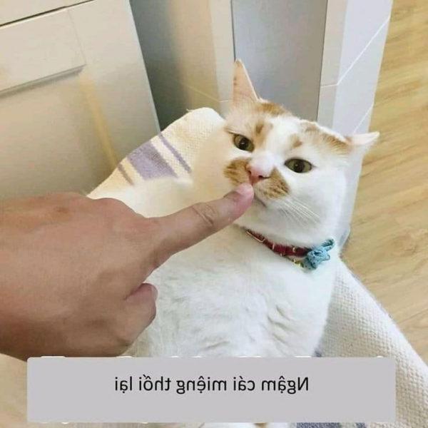 Ảnh meme mèo ngậm miệng lại