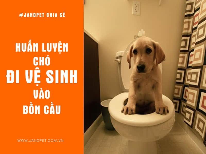 Hãy huấn luyện chó vào bồn cầu vệ sinh để không còn tình trạng ị bậy nữa