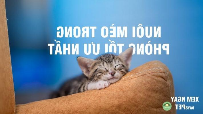 Tổng Hợp Kinh Nghiệm Nuôi Mèo Trong Phòng Kín Để Phát Triển Tốt
