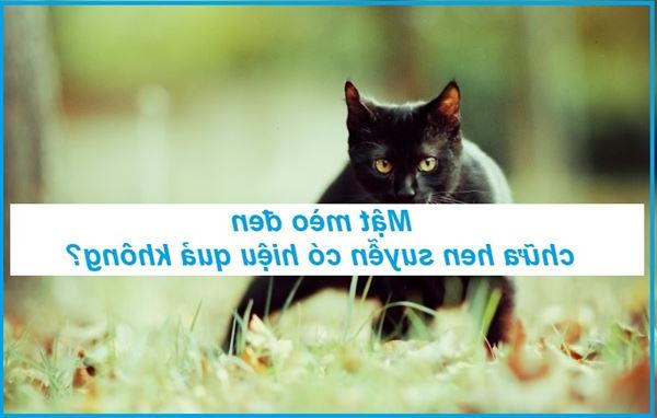Có nên kỳ vọng vào hiệu quả chữa hen suyễn bằng mật mèo đen?