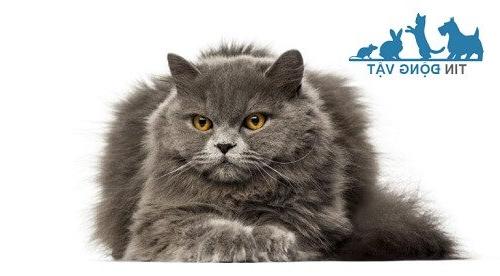 Mèo anh lông dài thuần chủng: Đặc điểm, nhận diện, cách chăm sóc