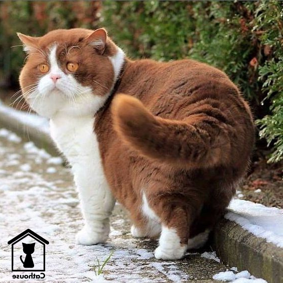 Mèo Anh Lông Ngắn Bicolor - Tìm Hiểu Đặc Điểm Nổi Bật Nhận Biết Mèo Bicolor