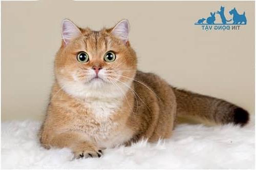 Mèo Golden là mèo gì? Giá bao nhiêu? Ký hiệu Ny12, Ny25 là thế nào?