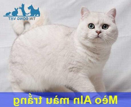 Mèo Anh lông ngắn màu trắng