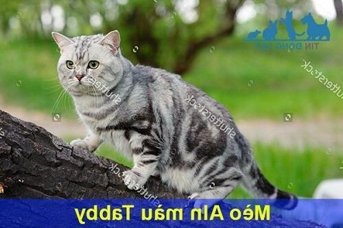 Mèo Anh lông ngắn màu Tabby