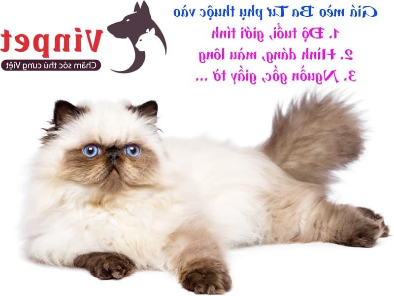Mua mèo ba tư mặt tịt giá bao nhiêu? Cách chăm sóc mèo Ba tư hiệu quả