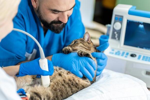 Bác sĩ siêu âm kiểm tra mèo bị sảy thai hay không