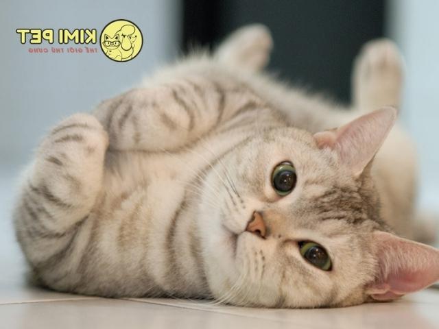 [Chia sẻ] Dấu hiệu mèo cái gào đực & cần làm gì khi mèo cái động đực
