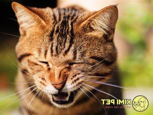 Nguyên nhân mèo hắt xì hơi & cách chữa đơn giản, hiệu quả tại nhà