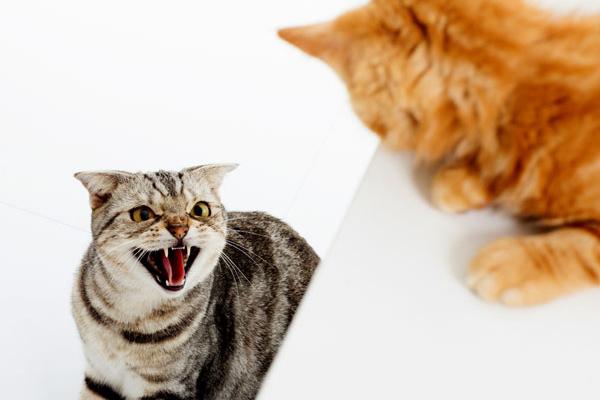 Mèo hung dữ tấn công con mèo khác
