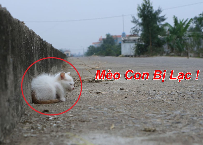 meo lac