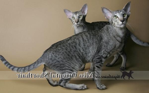 Mèo Oriental Shorthair – Nguồn gốc và đặc điểm của giống mèo Phương Đông