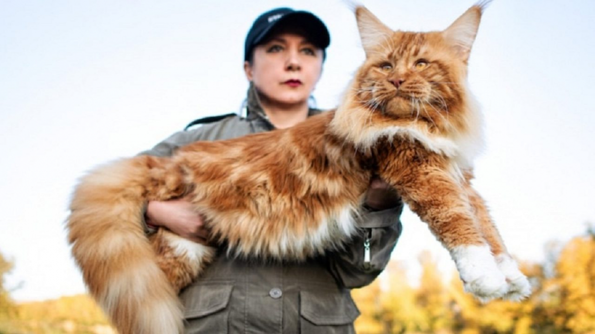 GIÁ BÁN MÈO MAINE COON TRÊN THỊ TRƯỜNG