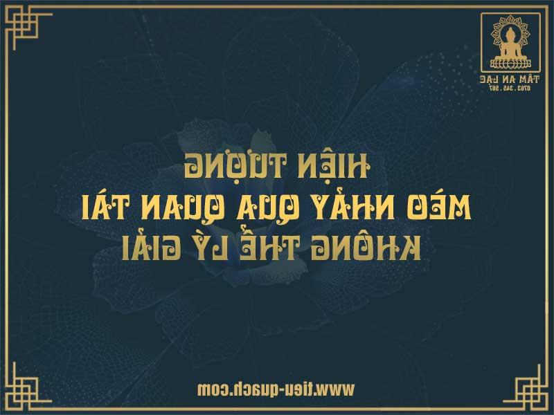 Mèo đen nhảy qua quan tài có sao không?