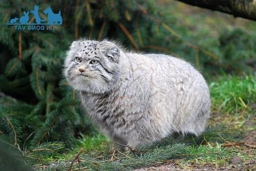 Mèo Manul (Pallas) – Chú mèo hoang dã GẮT GỎNG đáng yêu