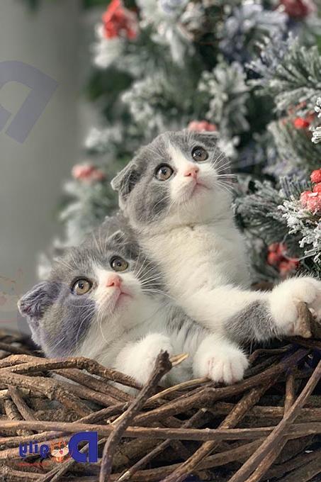 bán mèo Scottish Fold, mèo tai cụp giá rẻ