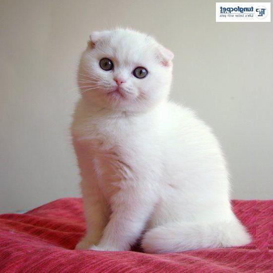 mèo tai cụp lông ngắn màu trắng