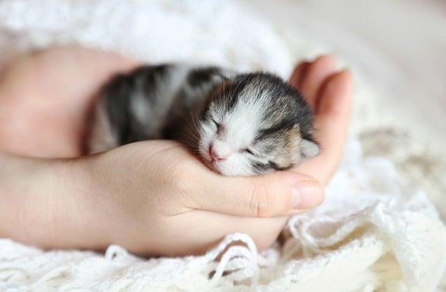 Mèo con ăn gì? 9 loại thức ăn mèo con thích ăn nhất