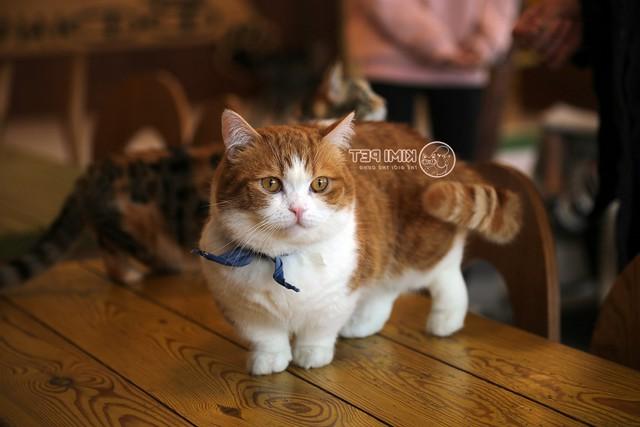Top 8 những con mèo đáng yêu và dễ thương nhất thế giới