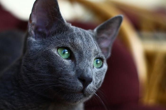 Giống mèo Nga mắt xanh huyền bí