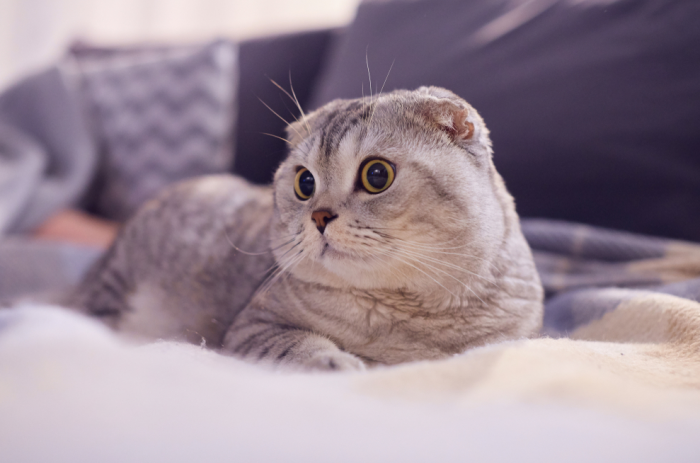 Giống mèo tai cụp Scottish Fold đáng yêu