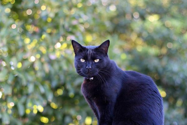Mèo đen có ý nghĩa gì? Đây cũng là câu hỏi mà nhiều người muốn biết