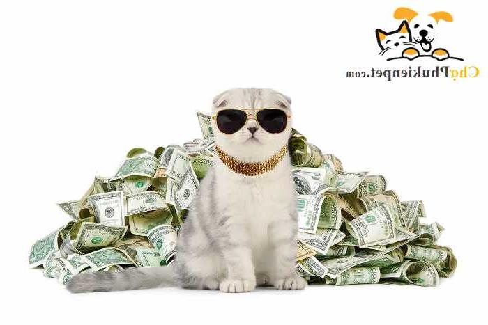Top 5 câu hỏi liệu “nuôi mèo có xui không” sen có thể tham khảo