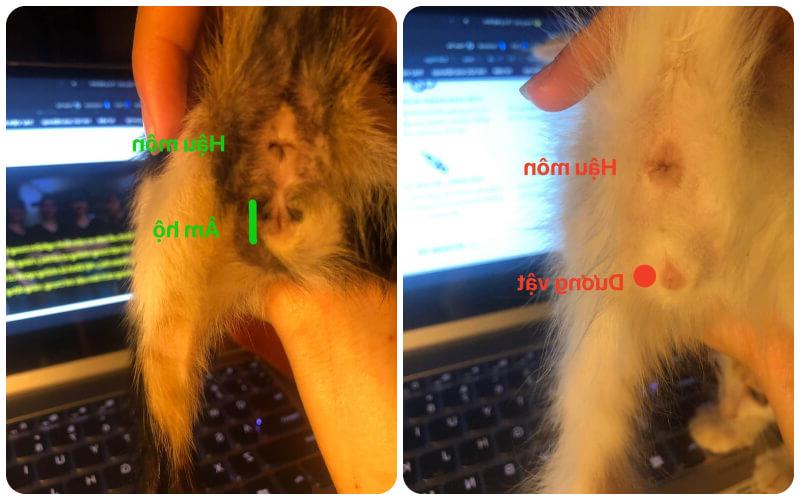 4 cách phân biệt giới tính đực cái ở mèo con bằng mắt thường