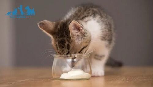 cách cho mèo ăn sữa chua