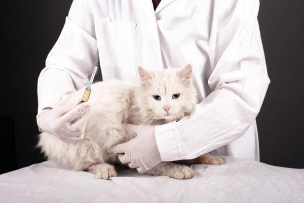 Mèo đi ngoài ra máu - nguyên nhân và cách chăm sóc (2020)