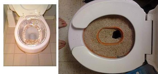 cách dạy mèo đi vệ sinh đúng chỗ