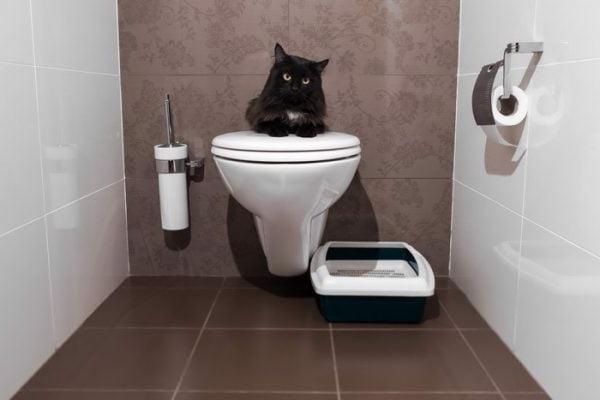 cách dạy mèo đi vệ sinh đúng chỗ