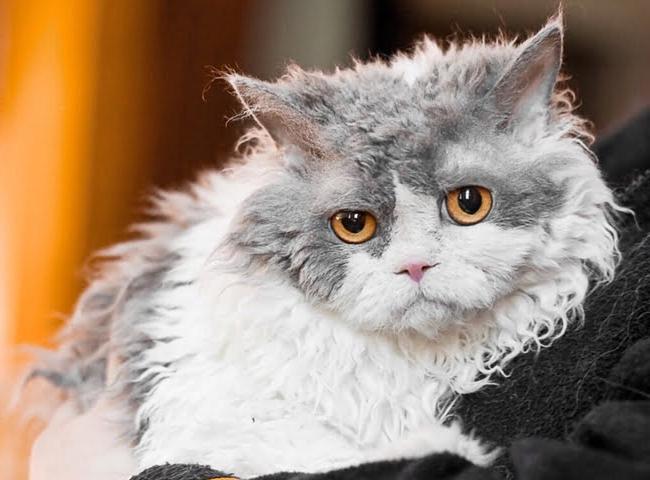 giong meo Selkirk Rex hinh anh