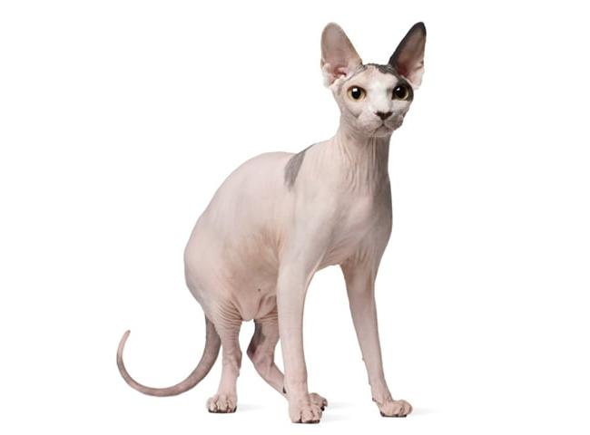 giong meo Sphynx hinh anh