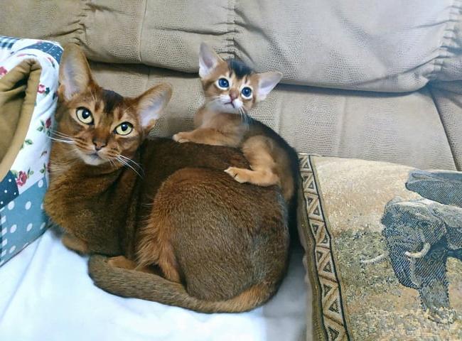 giong Meo Abyssinian