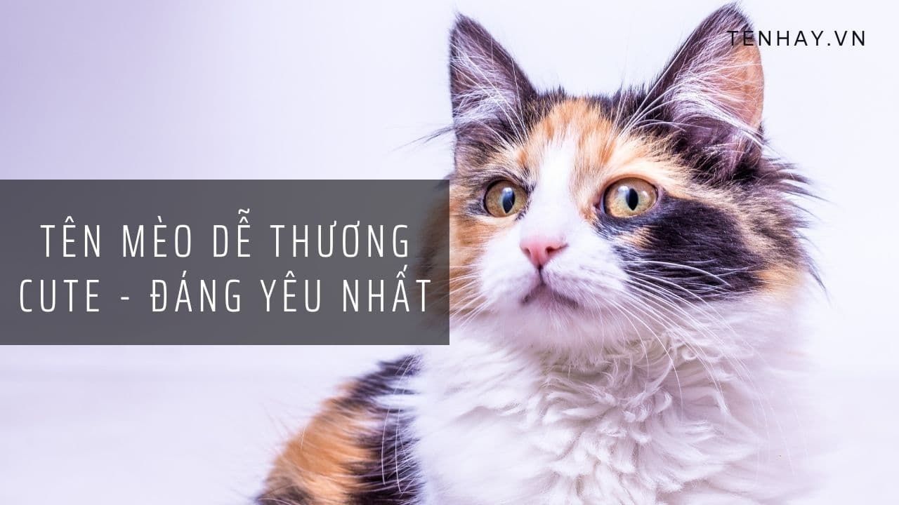 Danh sách tên mèo bằng tiếng Hàn thật hay, ý nghĩa và dễ thương cho sự lựa chọn của bạn